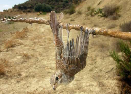 À Chypre, un massacre «<small class="fine d-inline"> </small>industriel<small class="fine d-inline"> </small>» des oiseaux migrateurs