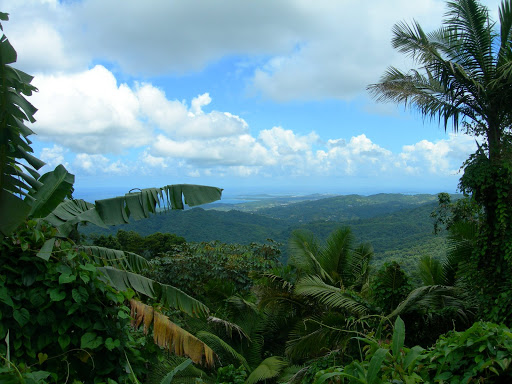 Le marché ne sauvera pas les forêts tropicales