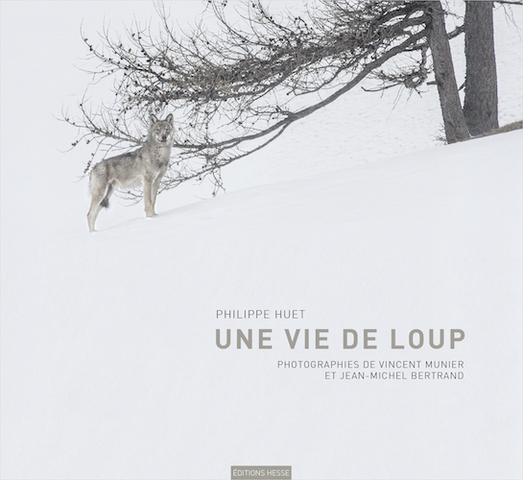 Voici comment vivent les loups