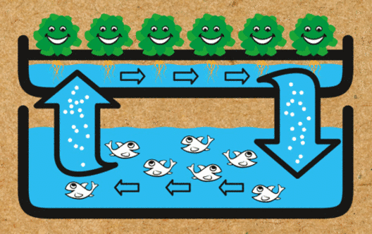 L'aquaponie, une nouvelle méthode pour développer l'agriculture urbaine
