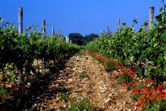 Le procès du viticulteur bio relance la mobilisation contre les pesticides