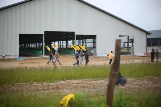 Activiste contre la ferme-usine des Mille vaches, incarcérée 48 heures