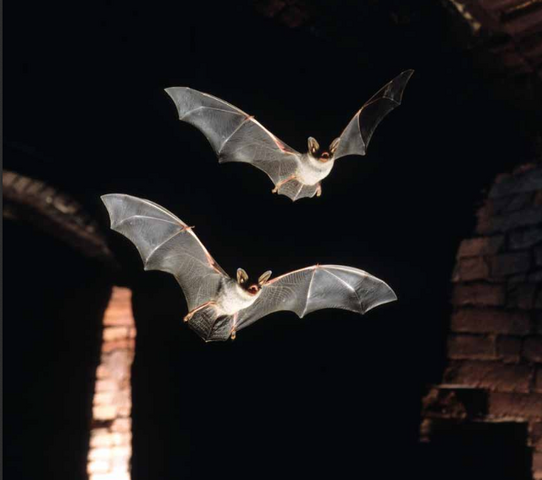 Près d'un tiers des chauves-souris d'Île-de-France menacées d'extinction