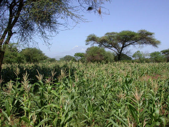 Des chenilles africaines résistent au maïs <span class="caps">OGM</span>