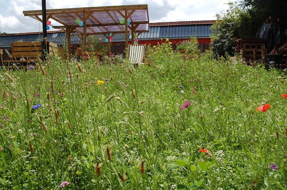 L'agriculture urbaine se visite à Aubervilliers, en Seine Saint Denis