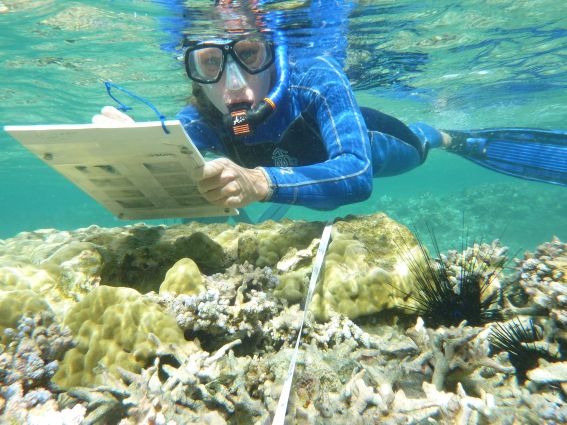 À la Réunion, la protection des récifs coralliens est l'affaire de tous
