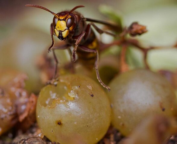 Au Jardin sans pétrole, les frelons ont droit à leur part du raisin