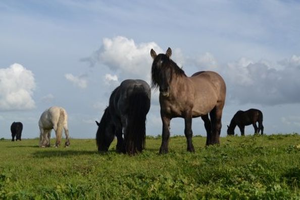 L'État abandonne ses chevaux de trait