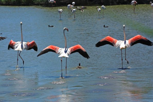 Des riziculteurs de Camargue veulent pouvoir tirer sur les flamants roses
