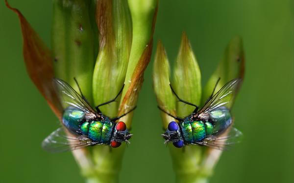On ne les aime pas, mais les mouches sont d'excellentes pollinisatrices