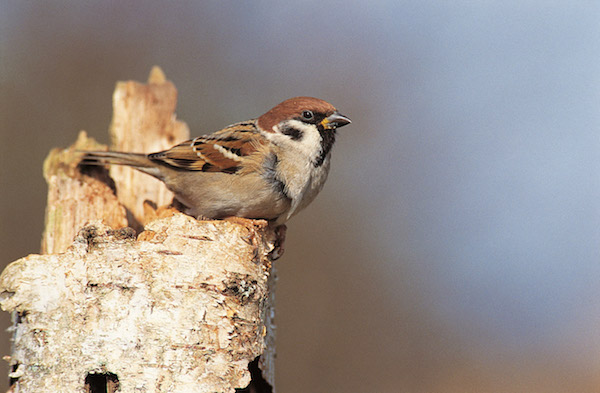 5<sup class="typo_exposants">e</sup> édition du comptage national des oiseaux des jardins