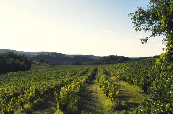 Le vin bio se porte de mieux en mieux