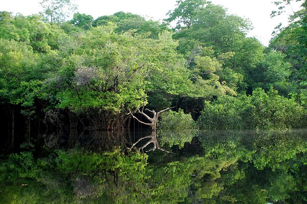 La déforestation rapide de l'Amazonie brésilienne pourrait entraîner la prochaine pandémie