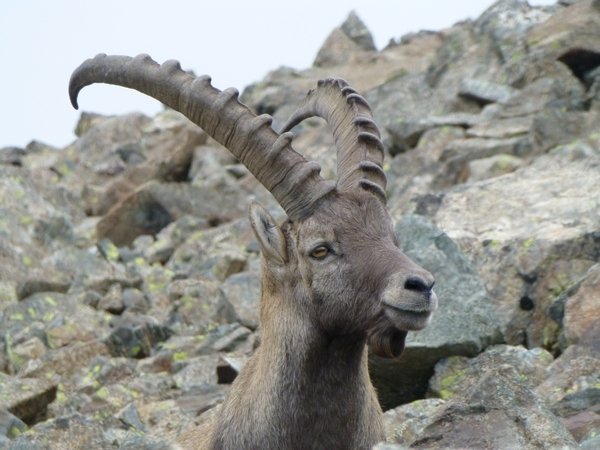En Haute-Savoie, les autorités veulent exterminer les bouquetins sauvages