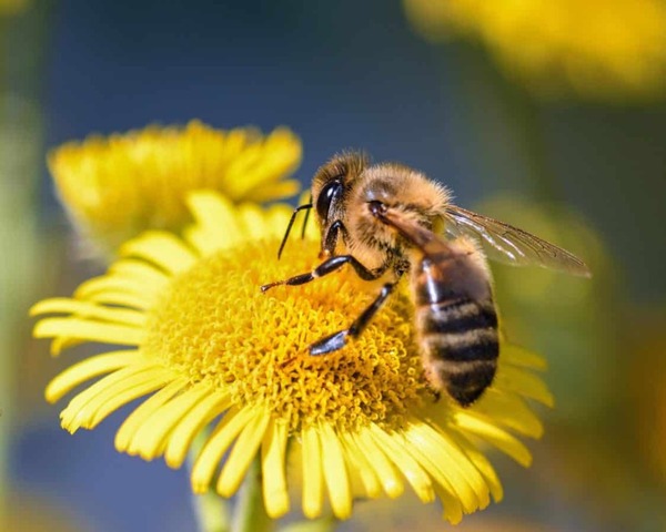 Nos portables pourraient accentuer la mortalité des insectes, selon une étude