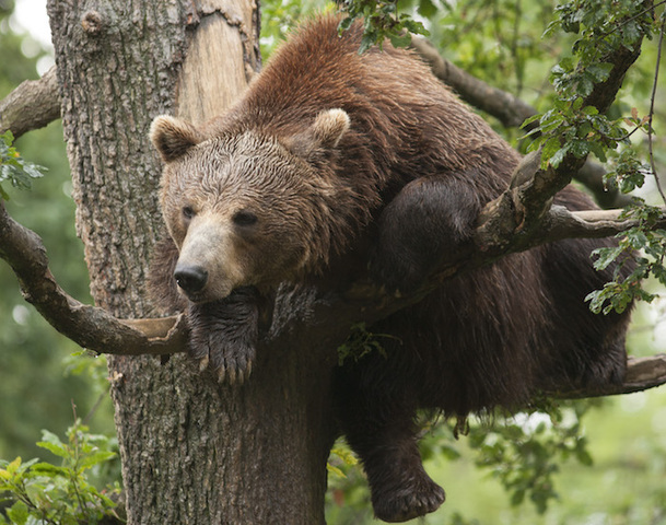 «<small class="fine d-inline"> </small>Les Saisons<small class="fine d-inline"> </small>» : l'histoire de la nature européenne dans un livre magnifique