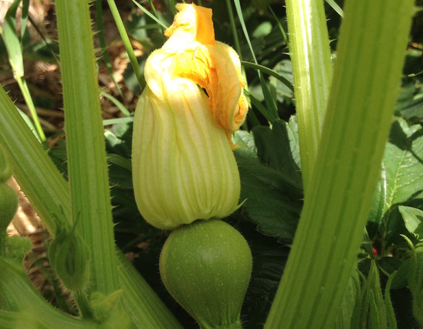 Au Jardin sans pétrole, les courgettes apparaissent et les insectes sont partout