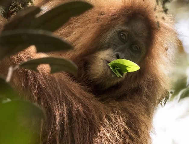 Reporterre sur France Inter : Découverte d'une nouvelle espèce d'orangs-outans