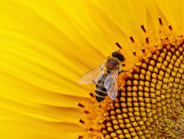 Reporterre sur France Inter : les abeilles face aux néonicotinoïdes