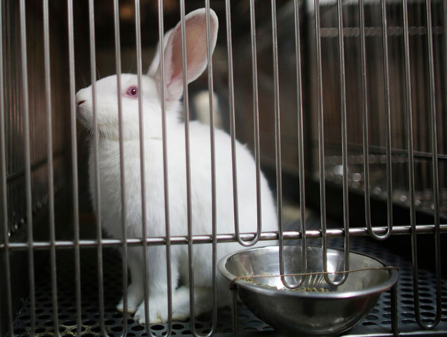 «<small class="fine d-inline"> </small>Refuser l'expérimentation animale, un droit fondamental<small class="fine d-inline"> </small>»