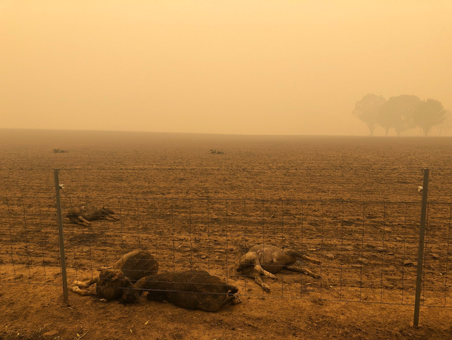 Feux en Australie : 24 morts, 100.000 personnes évacuées, un demi-milliard d'animaux morts 