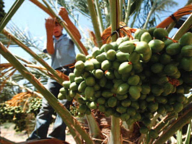 Dans les colonies agricoles israéliennes, l'exploitation des enfants palestiniens