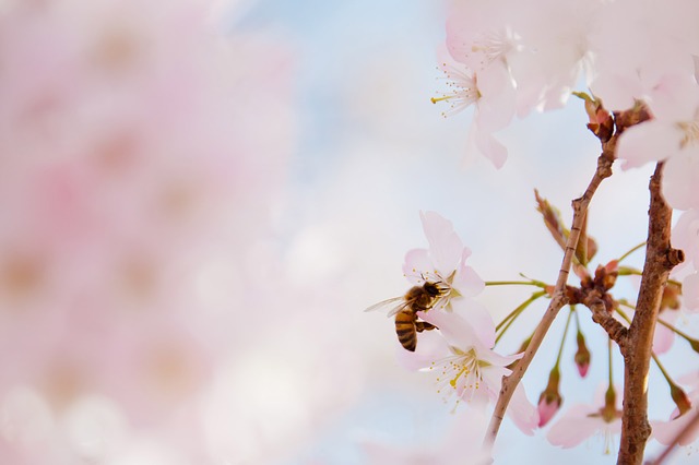 Disparition des insectes : une catastrophe silencieuse