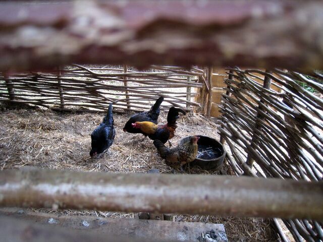 Grippe aviaire : des foyers détectés, les volailles de nouveau confinées