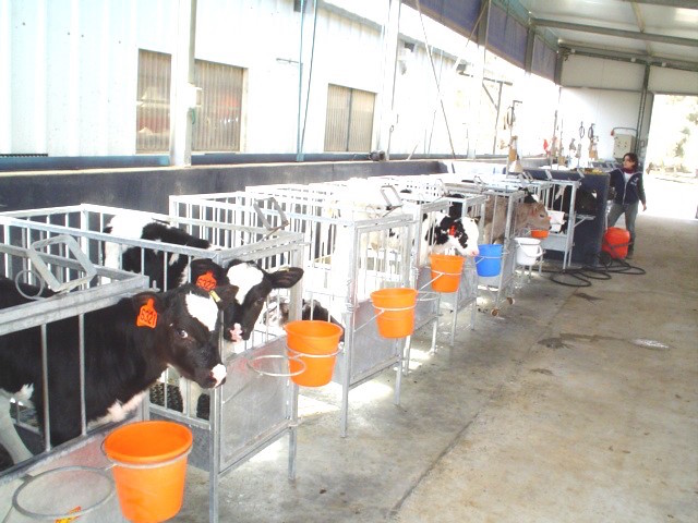 Lait : une exploitation sur six pourrait disparaître en 2017