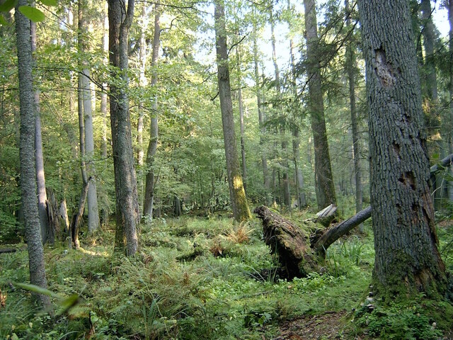 Le gouvernement polonais s'attaque à un trésor de la nature, la forêt de Bialowieza