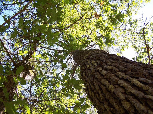 Aucune mine n'ouvrira dans les forêts de protection