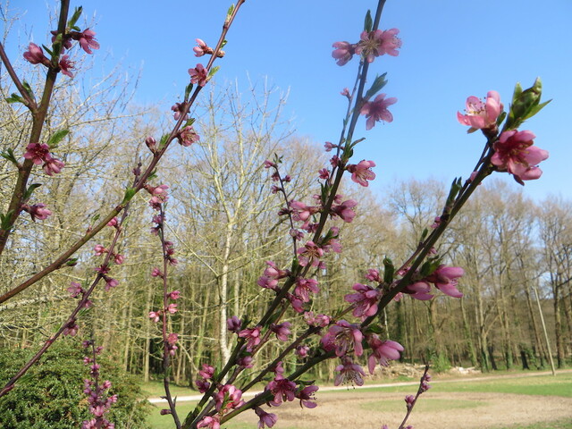 Au printemps, la vie bascule vers la lumière