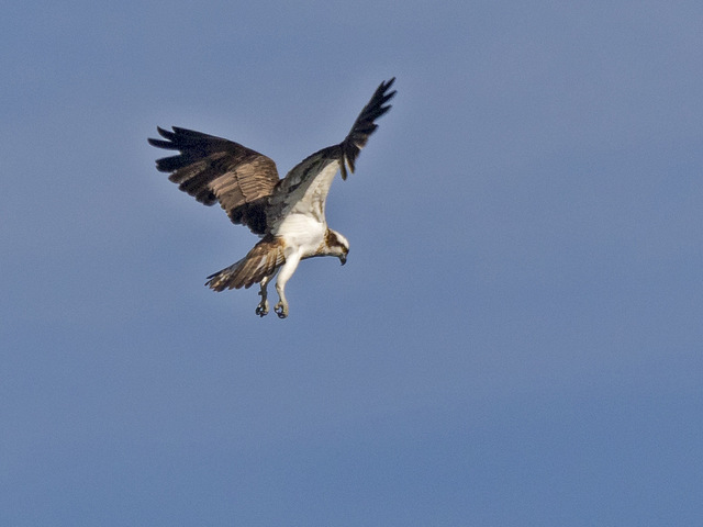 L'état de la biodiversité en France se dégrade continûment