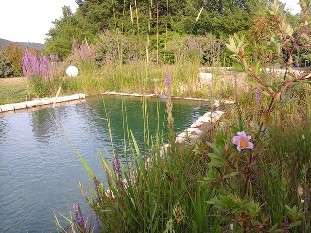 Les piscines naturelles se la coulent douce
