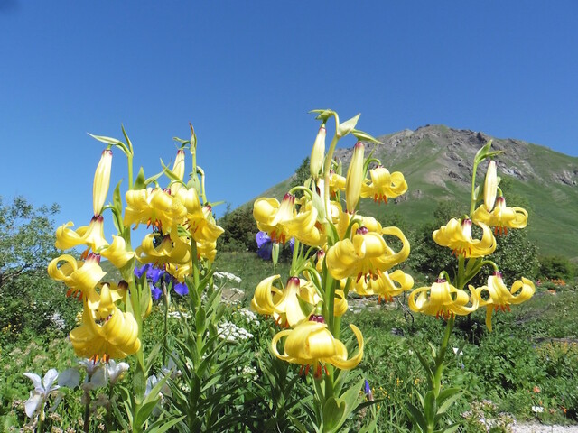 Balade magnifique au Jardin du Lautaret, trésor de la botanique alpine