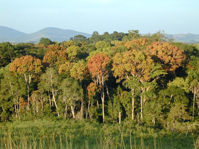 Reporterre sur France Inter : les forêts tropicales sont devenues émettrices de <span class="caps">CO</span><sub>2</sub>
