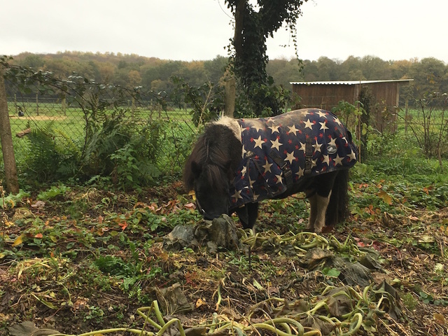 Le conseil du jardinier : évitez les chevaux dans le potager<small class="fine d-inline"> </small>!