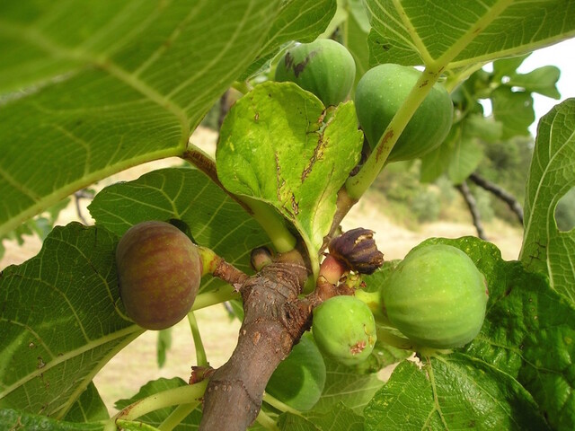 On cultivait les figues dans le Val d'Oise<small class="fine d-inline"> </small>!