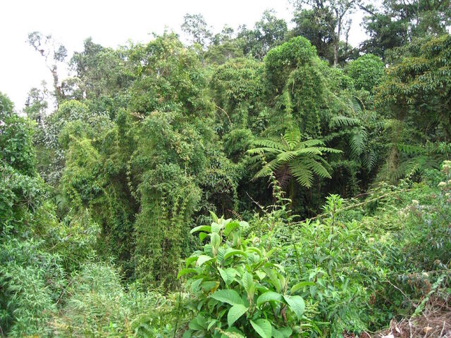 Reporterre sur France Inter : la forêt amazonienne au bord du point de bascule