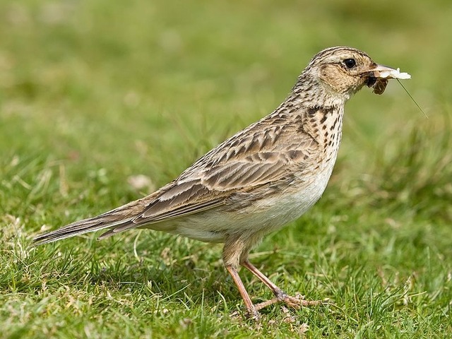 En Île-de-France, les populations d'oiseaux déclinent encore plus rapidement qu'ailleurs