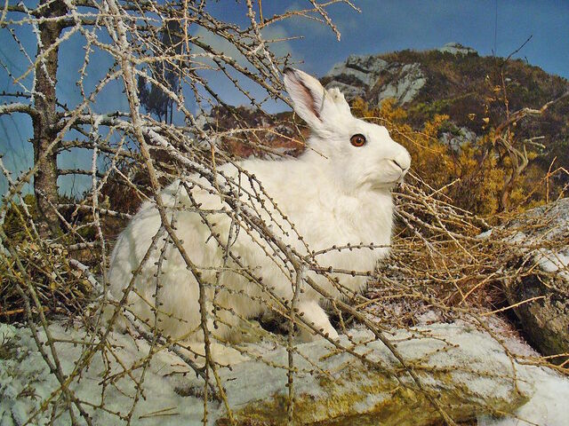 Radio Bambou : quand les animaux s'adaptent au réchauffement climatique