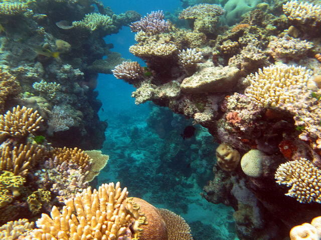 Reporterre sur France Inter : la grande barrière de corail souffre durement du changement climatique