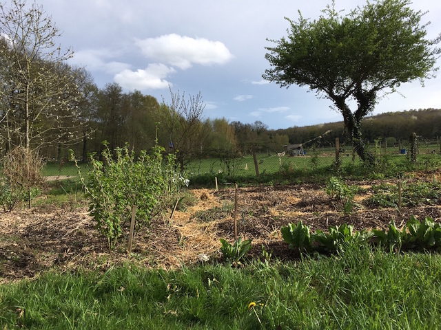 La lisière entre forêt et jardin est un riche écosystème