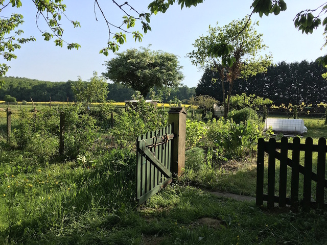 Le jardin savoure le printemps, et la tanaisie chasse les insectes