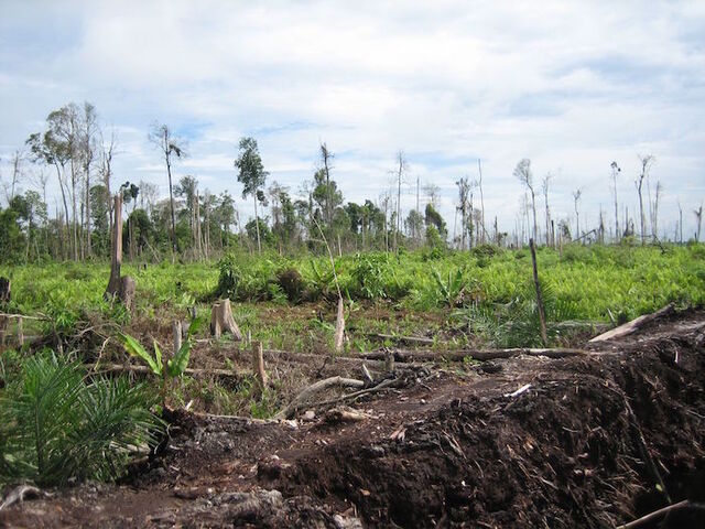 Reporterre sur Radio Suisse : Total et l'huile de palme stimulent la déforestation