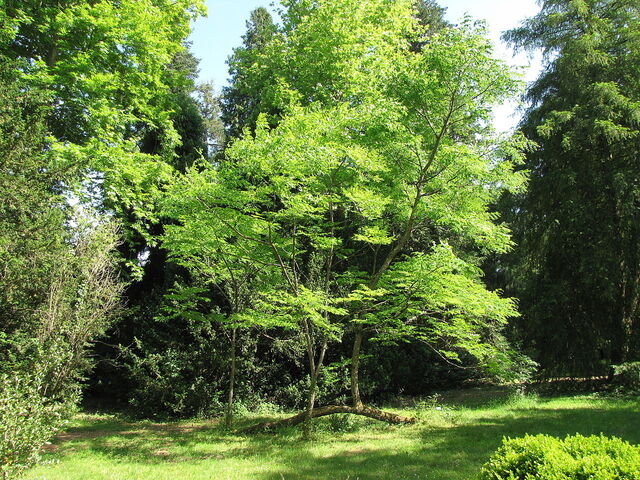 L'arboretum des Barres restera ouvert au public