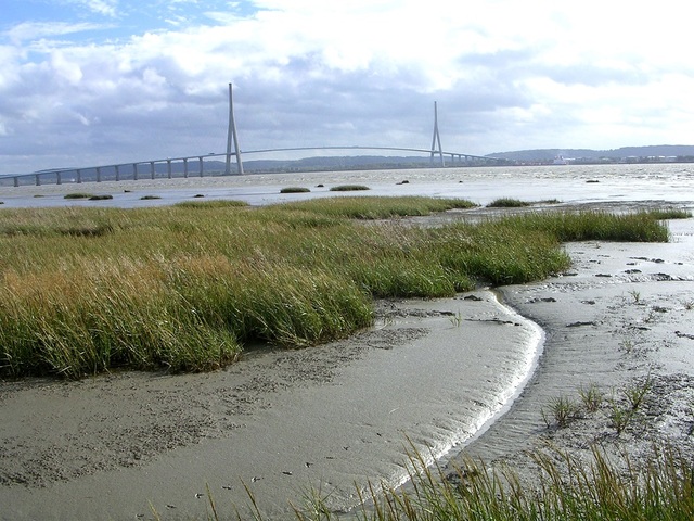 Au Havre, la bétonisation de l'estuaire détruit la biodiversité 