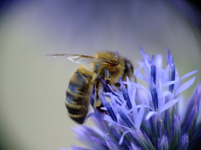 Malgré l'interdiction, les néonicotinoïdes tuent encore les abeilles