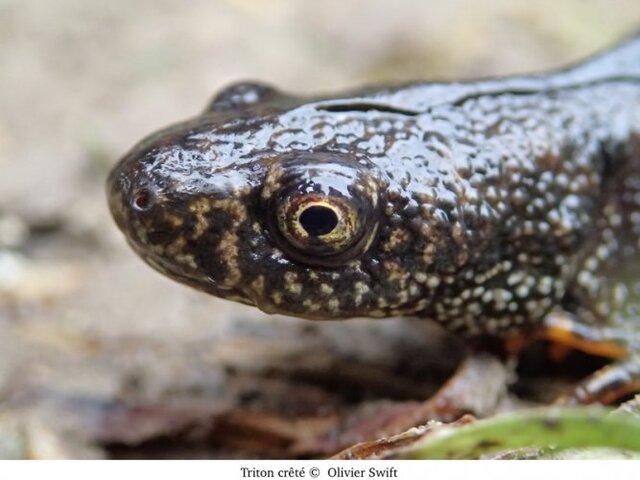 Un décret affaiblit la protection des espèces