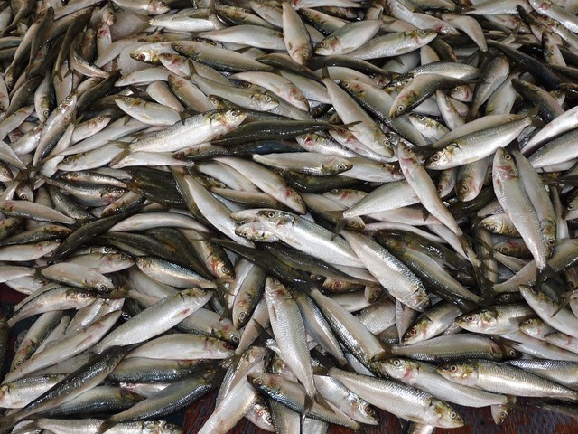 Un kit pédagogique sur les poissons «<small class="fine d-inline"> </small>oublie<small class="fine d-inline"> </small>» le problème de la surpêche
